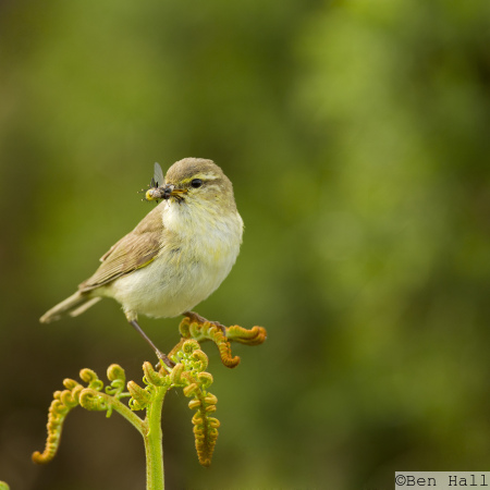 Willow Warbler