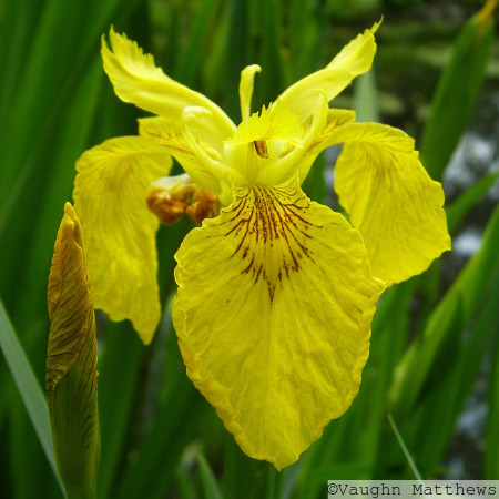 Yellow Iris