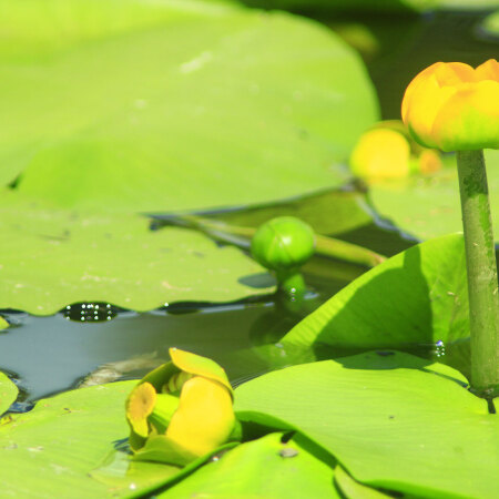 Yellow Water-lily